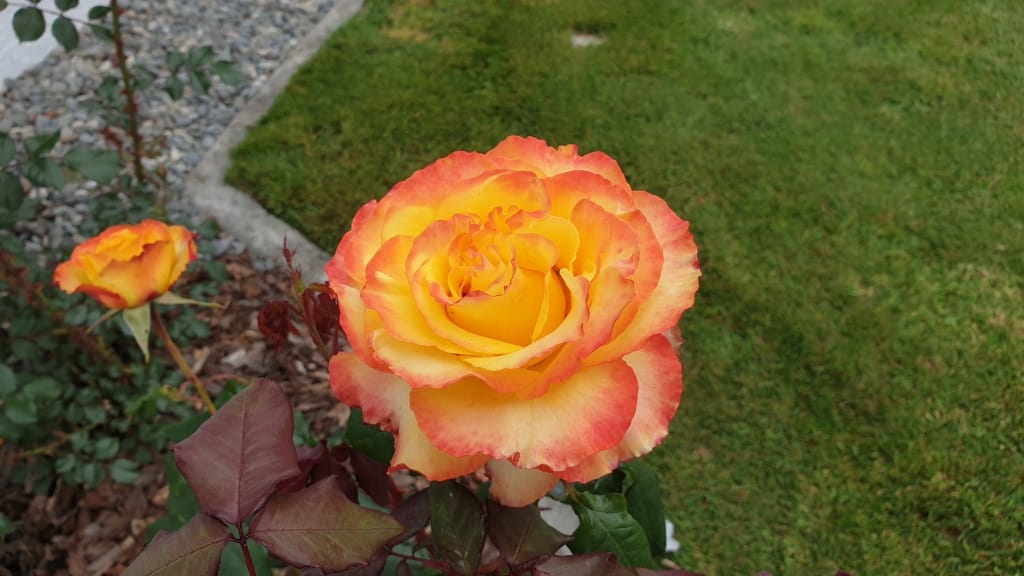 Yellow red tip rose