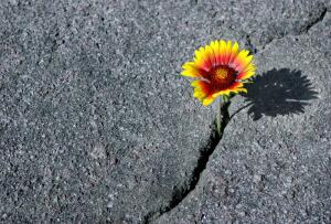 Flower in concrete