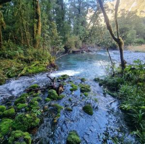 Forest river